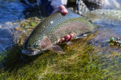dry fly fishing for trout