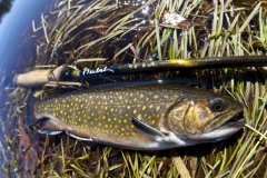 brook trout
