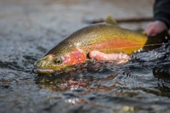 casting switch rods for trophy trout