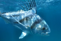 Baja-2-original-e1395386371969