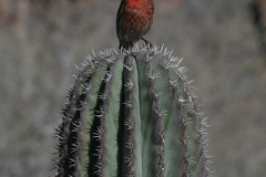 Baja-finch-on-cactus-1-72-600