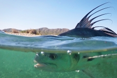 roosterfish fin