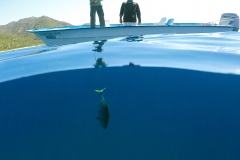 yellowfin tuna underwater