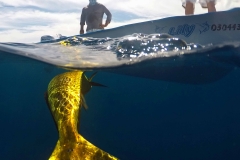 dorado fin