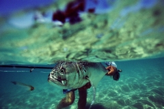roosterfish underwater