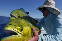two dorado